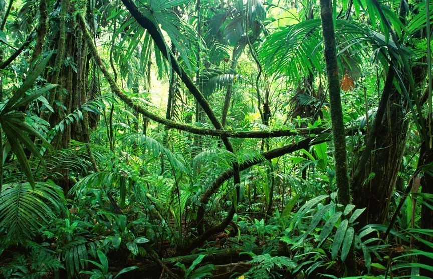 Regenwald