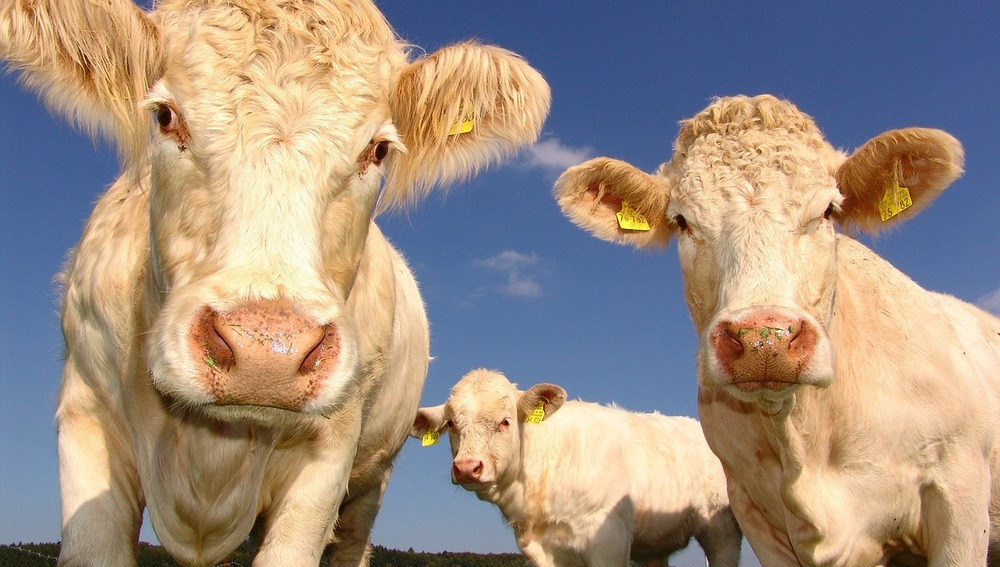 Tiere, Umweltschutz, Ökologie, Schöpfungsverantwortung, Tierhaltung, Fleischkonsum